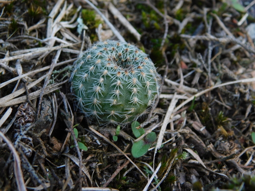 Frailea pygmaea