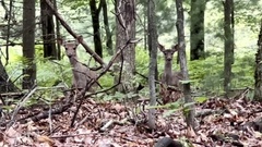 Odocoileus virginianus borealis