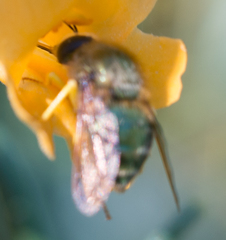 Eulonchus smaragdinus