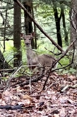 Odocoileus virginianus borealis