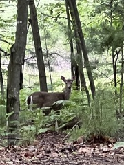 Odocoileus virginianus borealis