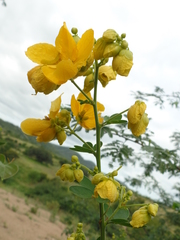 Senna macranthera
