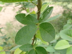 Senna macranthera