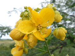 Senna macranthera