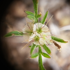 Lomelosia stellata