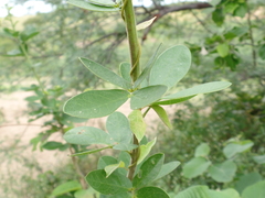 Senna macranthera