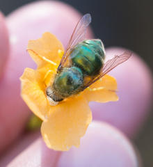 Eulonchus smaragdinus