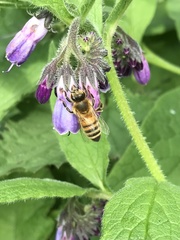 Apis mellifera