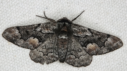 Phaeoura mexicanaria photo 4