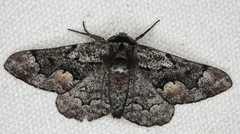 Phaeoura mexicanaria