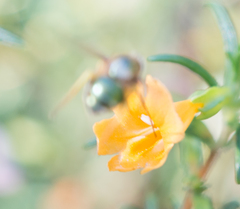 Eulonchus smaragdinus