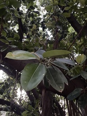 Ficus elastica