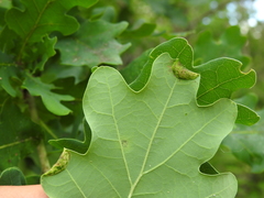 Macrodiplosis pustularis