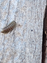 Polyxenus pugetensis