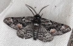 Phaeoura mexicanaria
