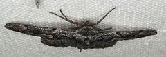 Phaeoura mexicanaria