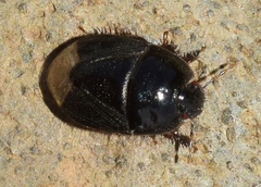Byrsinus fossor