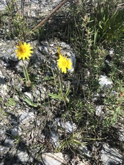 Arnica angustifolia