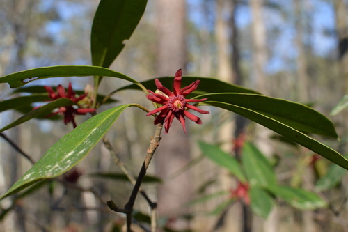 Florida anisetree (Illicium floridanum)