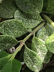 Eurytetranychus buxi