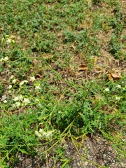 Parthenium hysterophorus