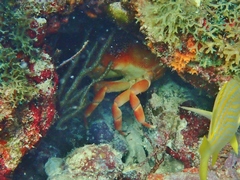 Carpilius corallinus image