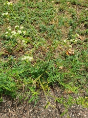 Parthenium hysterophorus