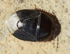 Byrsinus fossor