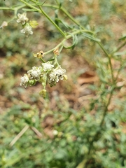Parthenium hysterophorus