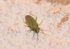 Orthotylus flavosparsus