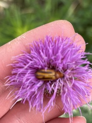 Nemognatha piazata