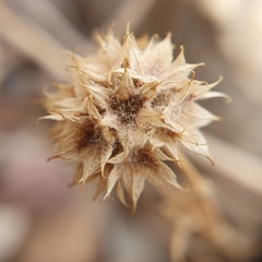 Valerianella discoidea