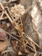 Valerianella discoidea