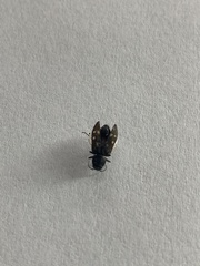 Melanophila consputa