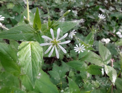 Stellaria nemorum