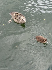 Somateria mollissima