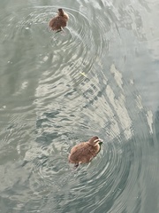 Somateria mollissima