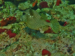 Lactophrys bicaudalis