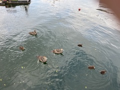 Somateria mollissima