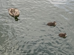 Somateria mollissima