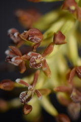 Cranichis ciliata