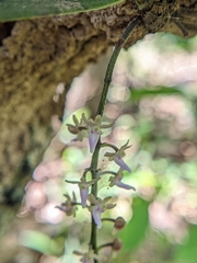 Diplocentrum congestum