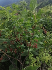 Ribes atropurpureum