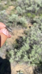 Tibicinina