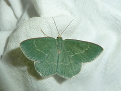 Chlorissa cloraria