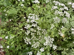 Chaerophyllum temulum