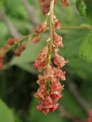 Ribes atropurpureum