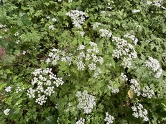 Chaerophyllum temulum