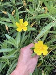 Ludwigia grandiflora