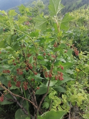 Ribes atropurpureum